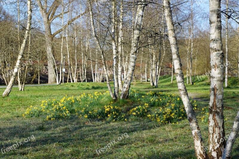 Birch Meadow Park Nature Landscape