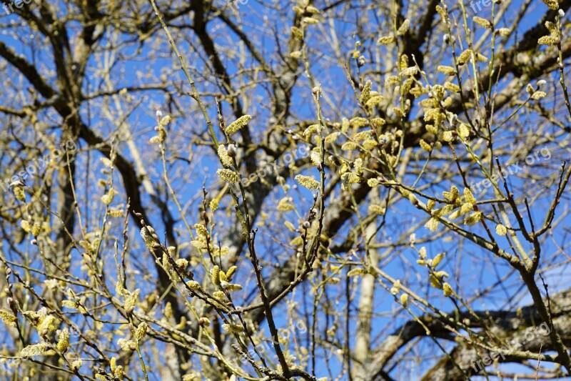 Pasture Tree Nature Spring Aroma