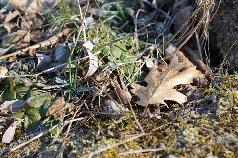 Grass Leaves Green Spring Aroma