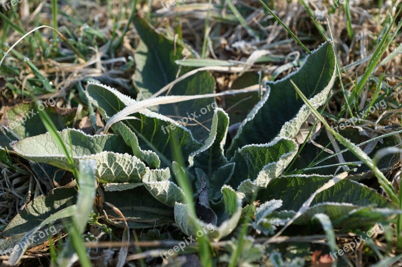 Grass Iced Nature Winter Cold