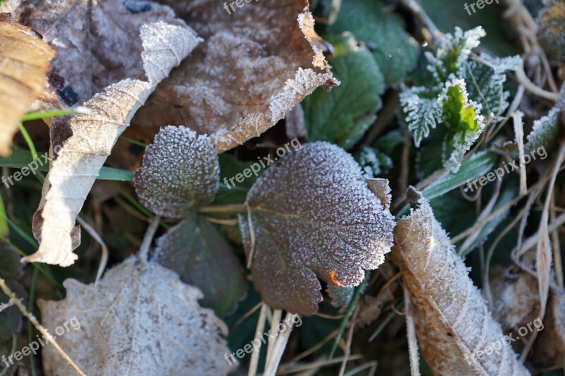 Grass Iced Nature Winter Cold