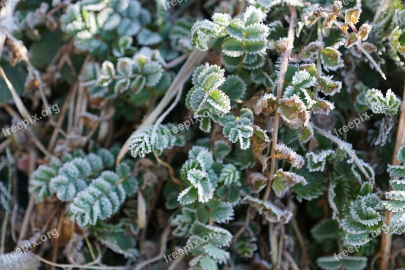 Grass Iced Nature Winter Cold