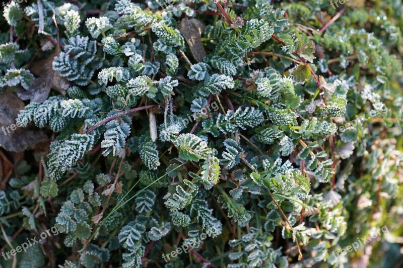 Grass Iced Nature Winter Cold