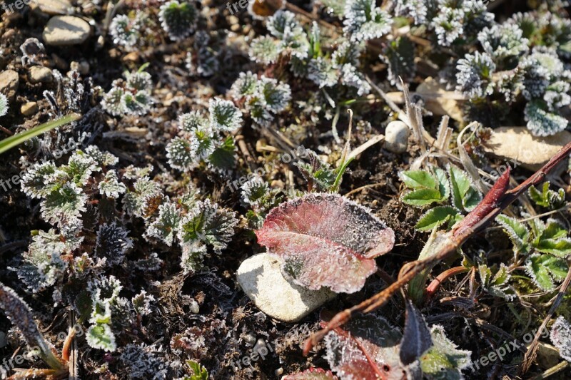 Grass Ice Iced Nature Spring