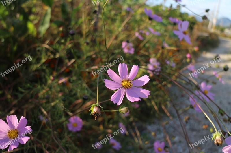 Cosmos Autumn Gil Pink Nature