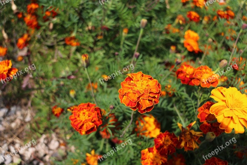 Autumn Flowers Plants Wildflower Landscape