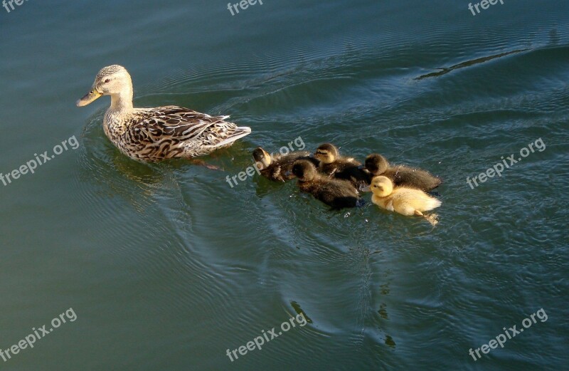 Ducks Mother Ducklings Babies Family