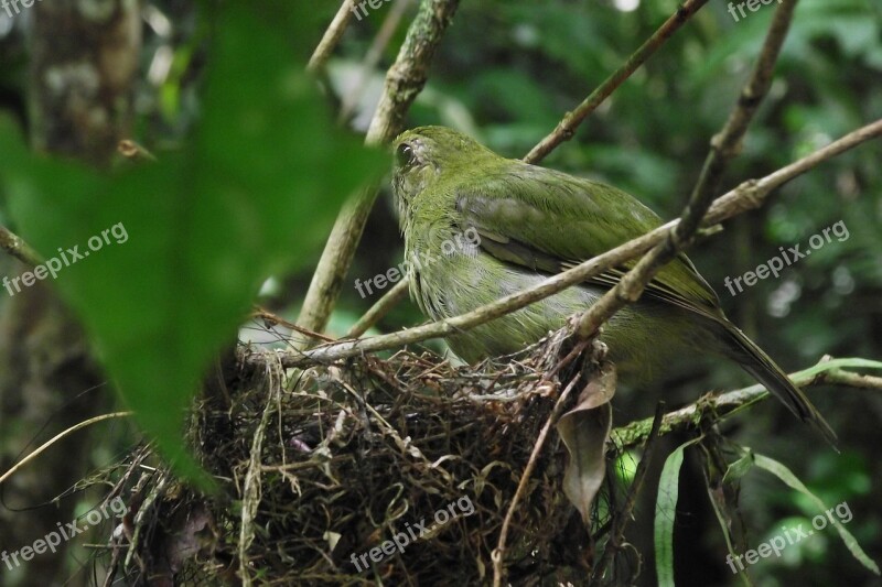 Bird Nest Birdie Nature Bird's Nest