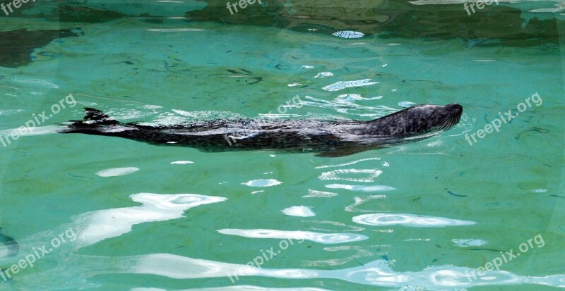 Seal Zoo Water Meeresbewohner Sea ​​lion