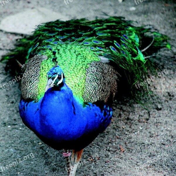 Peacock Bird Blue Plumage Color