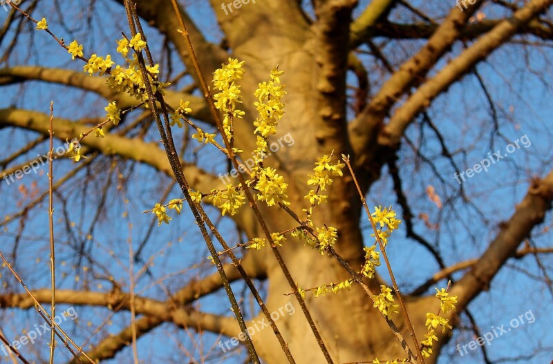 Forsythia Flowers Forsythia Flowers Golden Yellow Beech