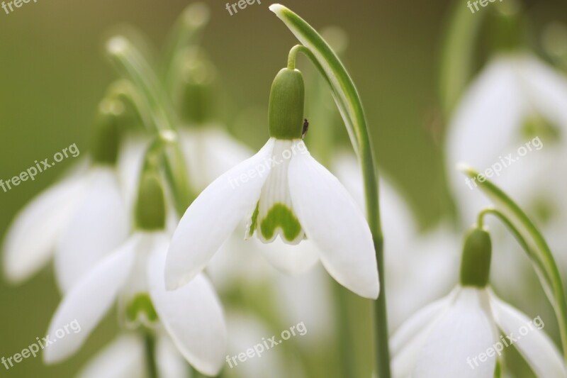 Snowdrop Flowers Morning Spring Nature