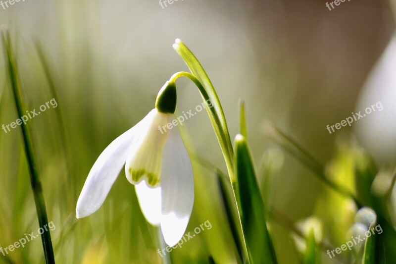 Flower Snowdrop Spring Meadow White