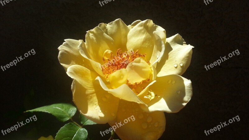 Rose Yellow Petals Water Drops Blossom