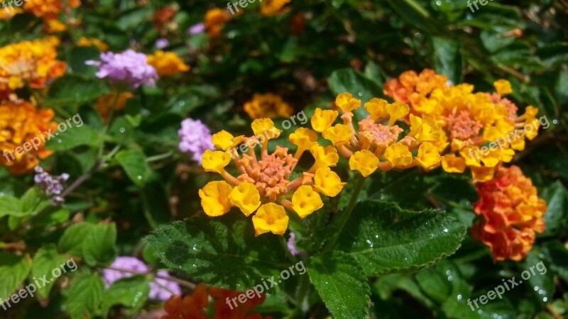 Flowers Landscaping Water Drops Spring Garden