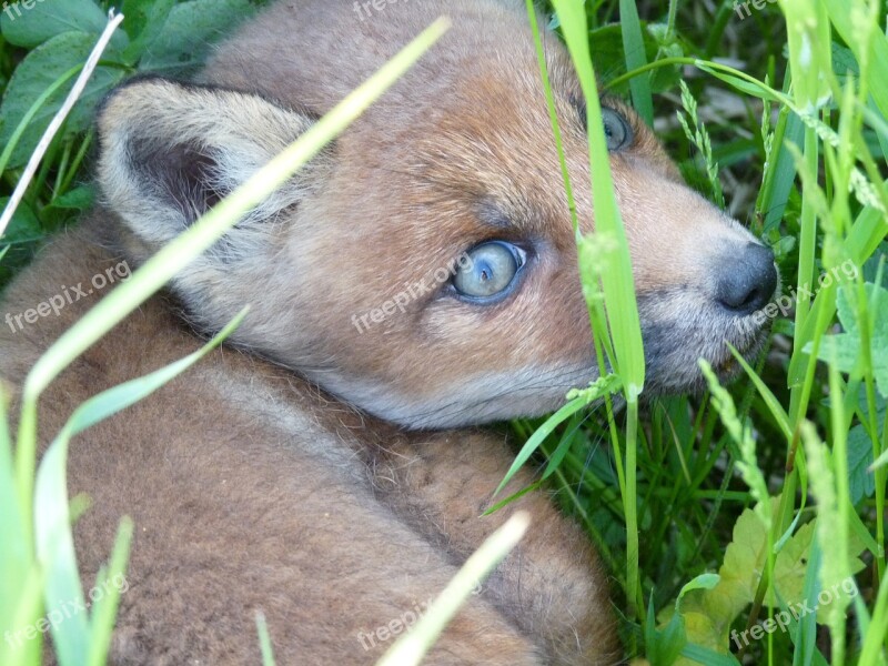 Little Fox Scared Eyes Wild