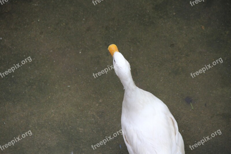 Duck Bird Natural Beauty Free Photos