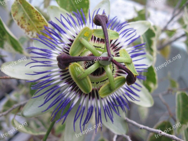 Passiflora Flower Passion Flower White Nature