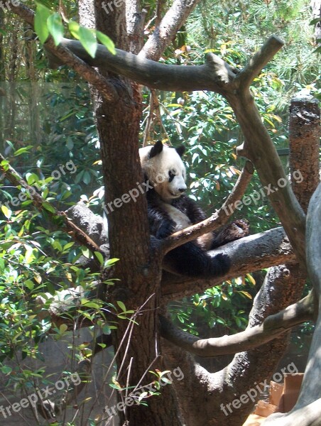 Panda Zoo Nature Animal Wildlife