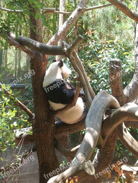 Panda Zoo Animal Nature Wildlife