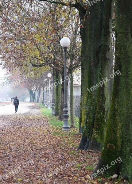 Trees Road Winter Walk Fog