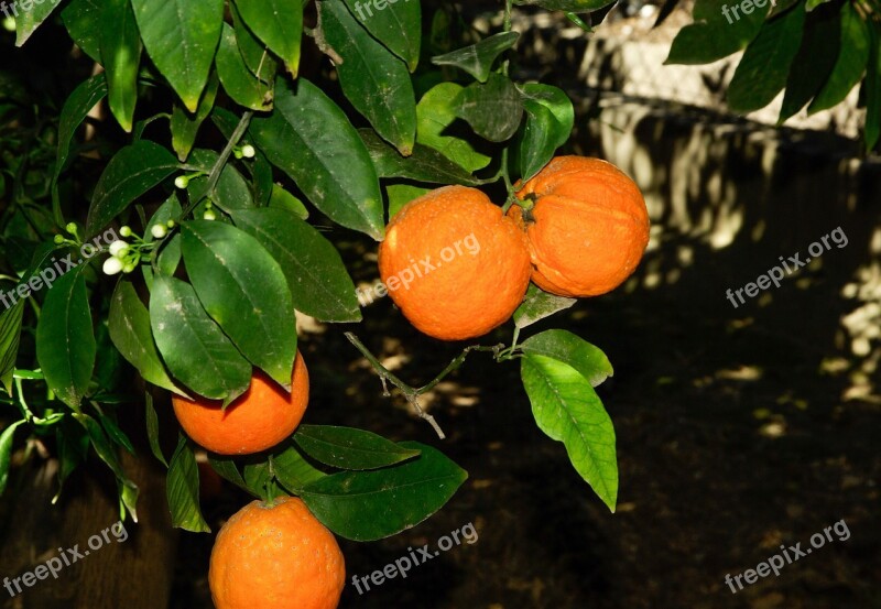 Oranges Orange Fruit Citrus Orange Flowers