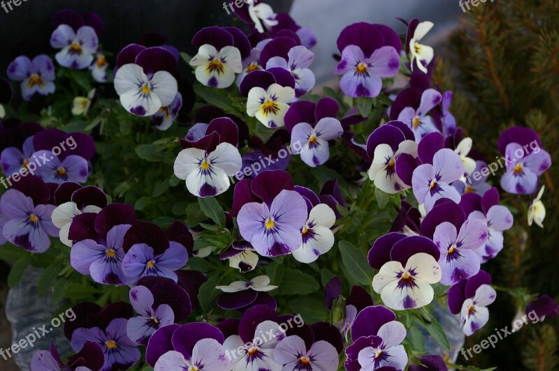 Flowers Nature Plant Wild Pansy Flower