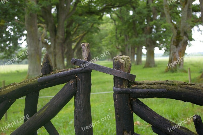 Gates Avenue Oak Trees Free Photos