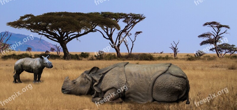 Rhino Africa Safari Big Game Safari Park