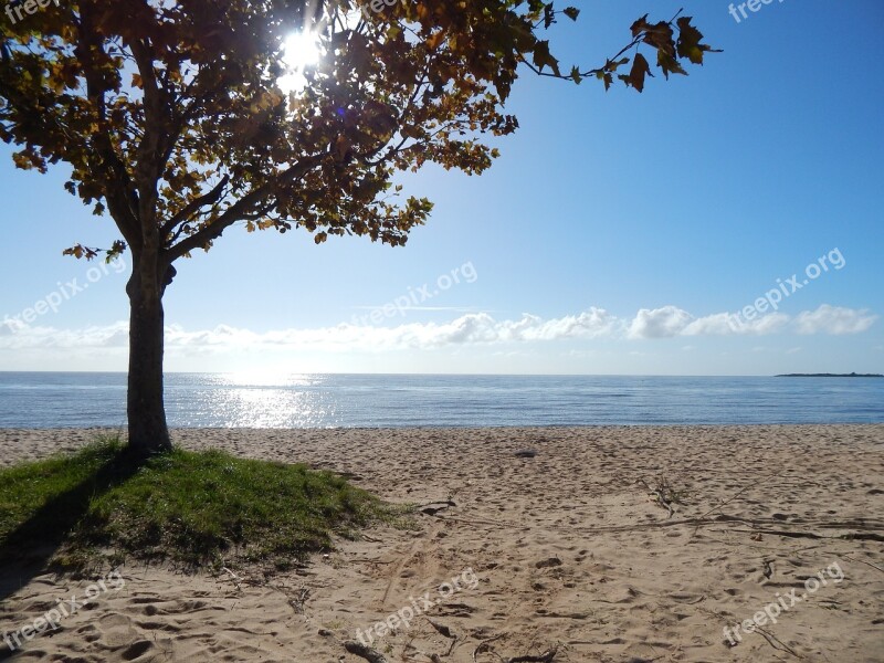 Beach Tree Landscape São Lourenço Do Sul Rio Grande Do Sul