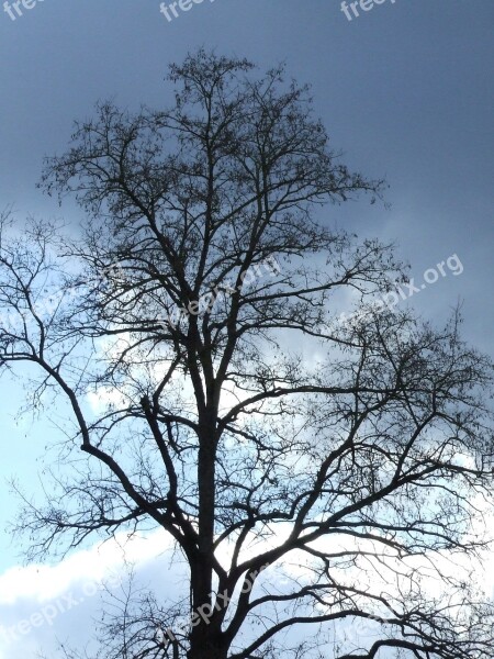 Winterlicher Tree Tree Without Leaves Atmosphere Clouds Sun