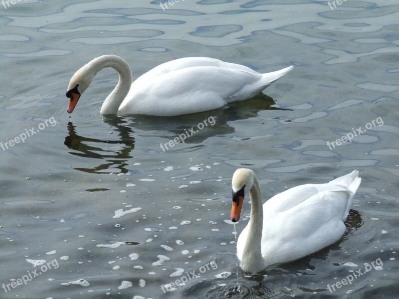 Swan Swans Water Bird Schwimmvogel Free Photos