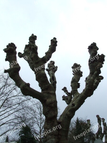 Sycamore Winter Sycamore Tree Free Photos