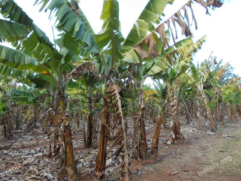 Banana Plantation Africa Nature Free Photos