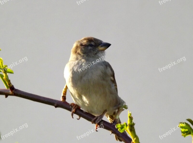 Sparrow Birds Casey Free Photos