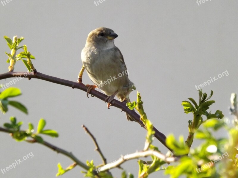 Sparrow Birds Casey Free Photos