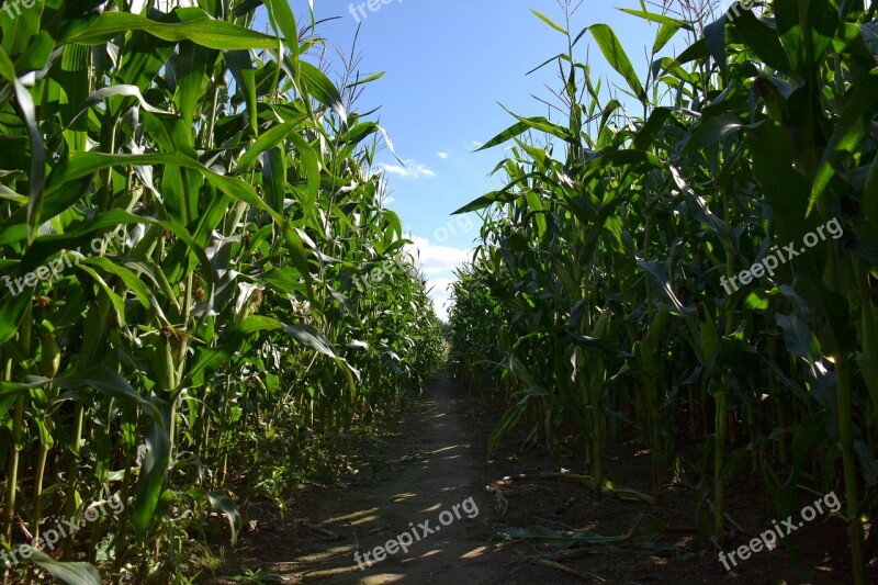 Plants Cornfield Agriculture Corn Field