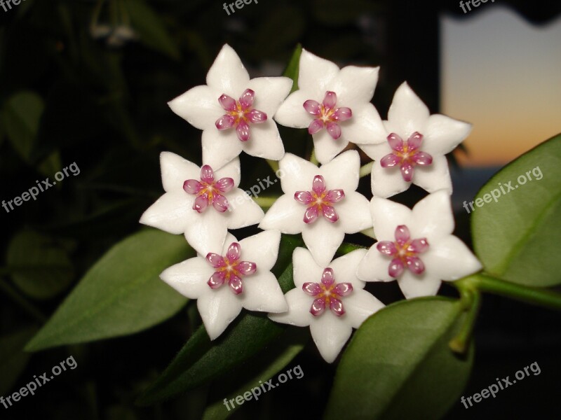 Hoya Bella Porcelain Flower Flower Plants Free Photos