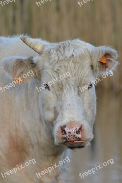 Cow Animal Beef Nature Free Photos