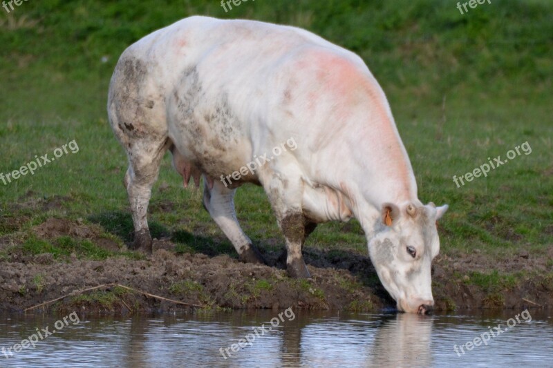 Cow Animal Beef Nature Drinking