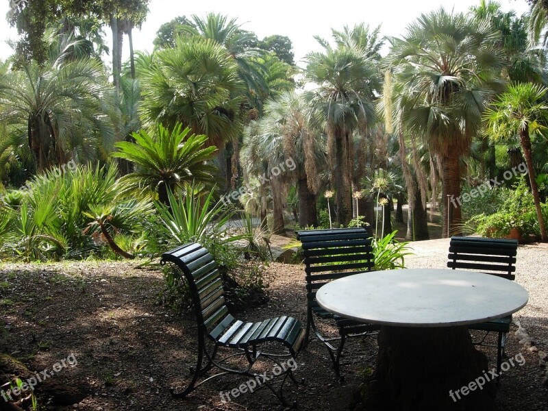 Elba Palm Garden Trees Plant Garden