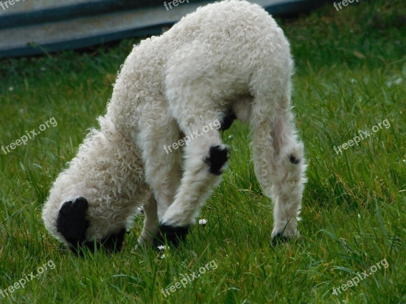 Lamb Sheep Animal Meadow Spring