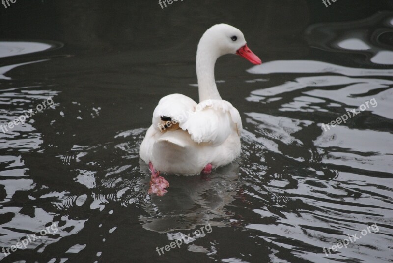 Swan White Romance Nature Lake