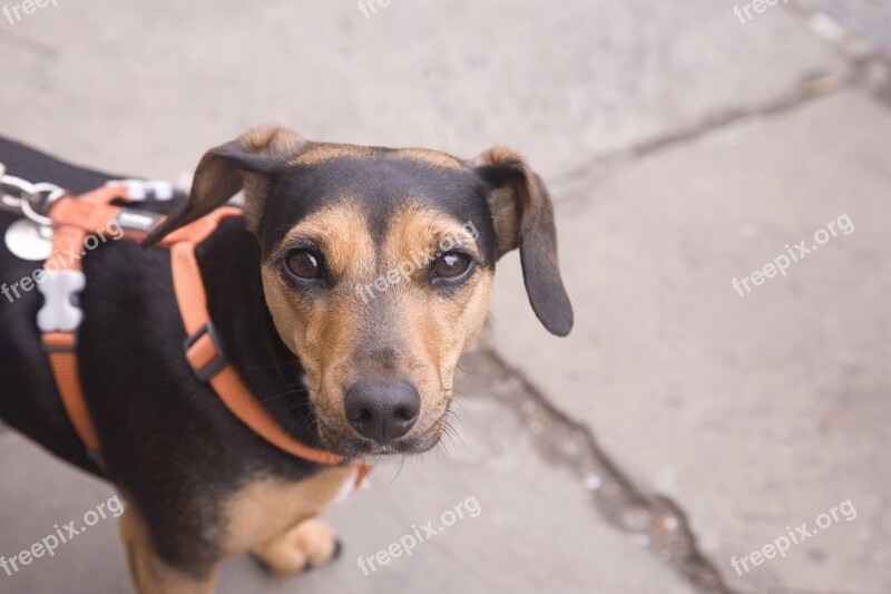 Dog Dog On A Lead Puppy Doggy Holding