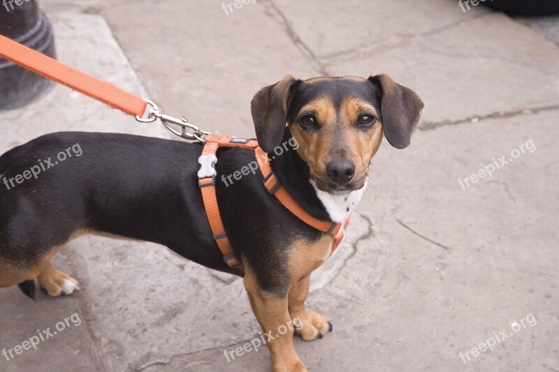 Dog Dog On A Lead Puppy Doggy Holding