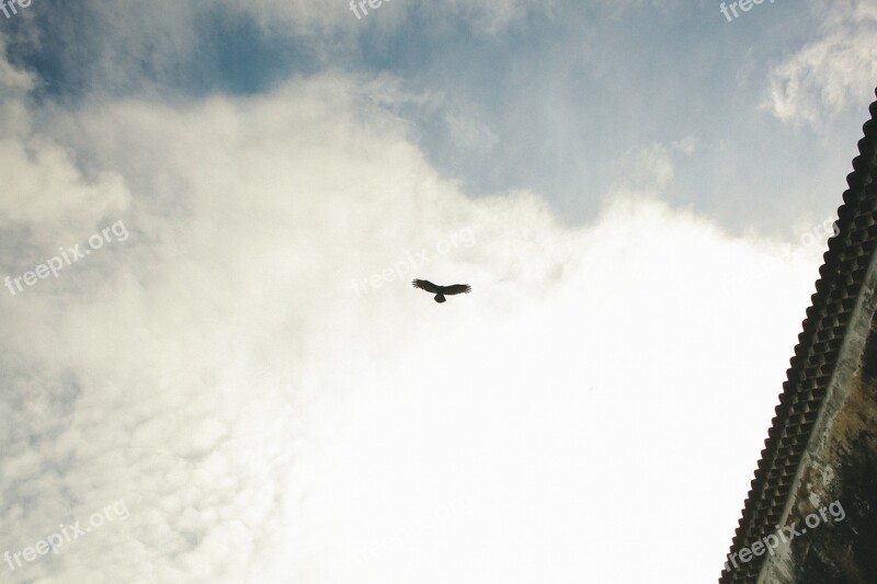 Bird Animal Flight Wings Spread