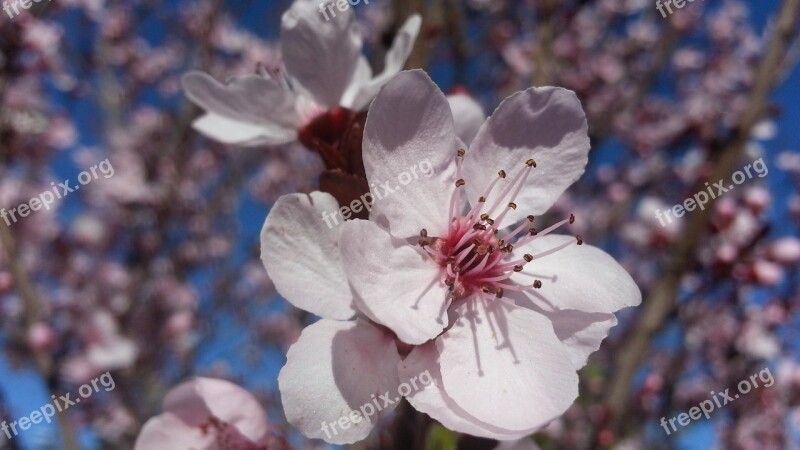 Blossom Plum Tree Spring Flower White