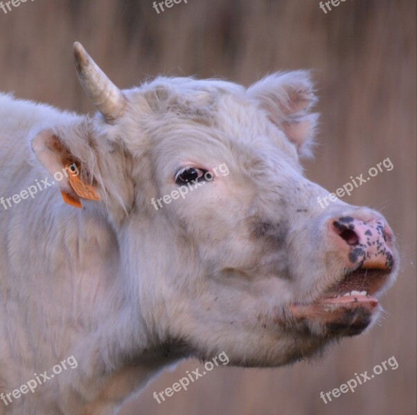 Cow Animal Beef Nature Low