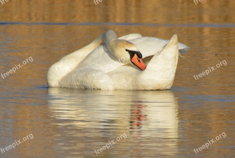 Swan Animal Waterfowl Whooper Swan Free Photos