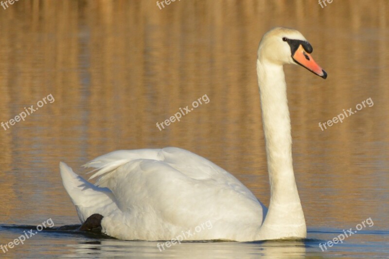 Swan Animal Waterfowl Whooper Swan Swimming